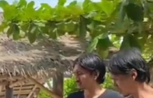 Viral Video Duta Sheila On 7 Berbahasa Sasak