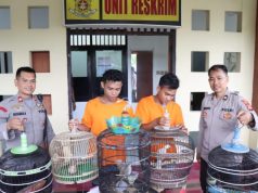 Pencuri Burung Ini Ancam Korbannya