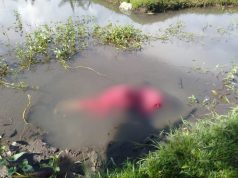 Lansia 75 Tahun Ditemukan Meninggal di Kolam Kangkung Ampenan