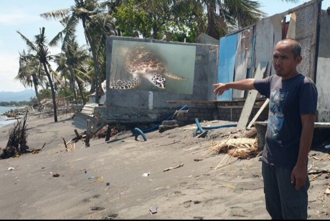 
					Kerusakan Konservasi Penyu Mapak Capai Rp250 Juta, Yayasan Desak Aksi Nyata Pemerintah