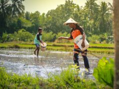 Lapas Lombok Barat Bina Tahanan di Bidang Pertanian