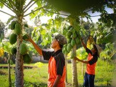 Warga Binaan Lapas Lombok Barat Disiapkan jadi Petani Multitalenta