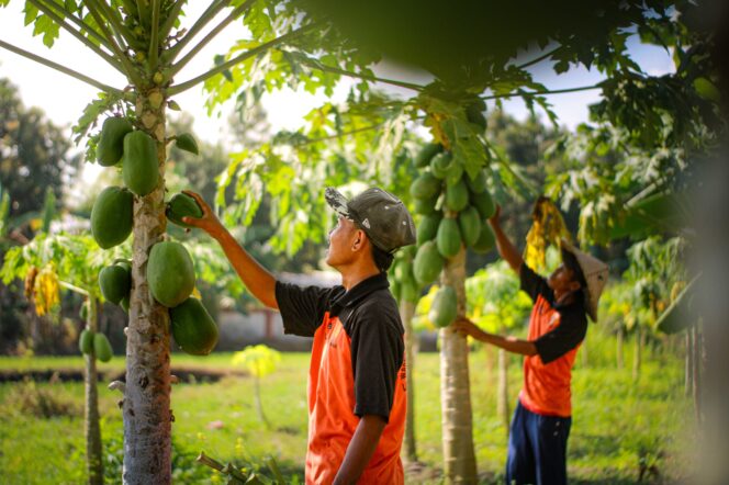 
					Warga Binaan Lapas Lombok Barat Disiapkan jadi Petani Multitalenta