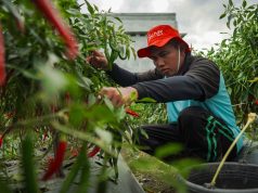 Hasil Panen Cabai Lapas Lombok Barat Beri Angin Segar di Tengah Fluktuasi Harga di NTB