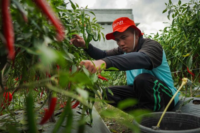 
					Hasil Panen Cabai Lapas Lombok Barat Beri Angin Segar di Tengah Fluktuasi Harga di NTB