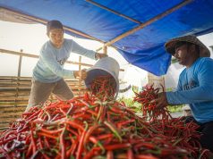Lapas Lombok Barat Panen 1 Ton Cabai