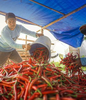 Lapas Lombok Barat Panen 1 Ton Cabai