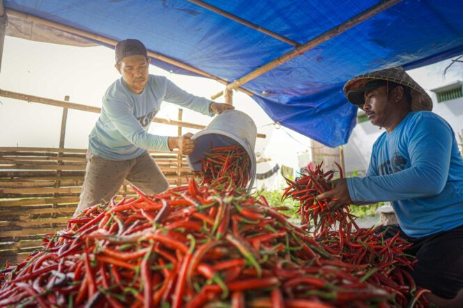 
					Lapas Lombok Barat Panen 1 Ton Cabai