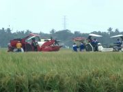 Panen Raya, Simbol Kebangkitan Pertanian Indonesia