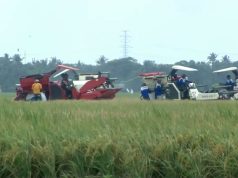 Panen Raya, Simbol Kebangkitan Pertanian Indonesia