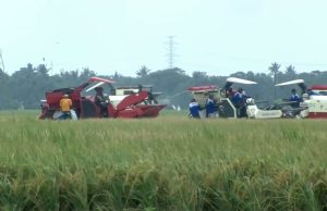 Panen Raya, Simbol Kebangkitan Pertanian Indonesia