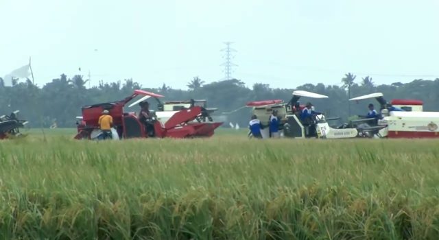 Panen Raya, Simbol Kebangkitan Pertanian Indonesia