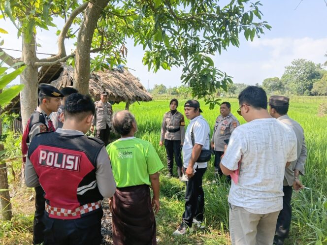 
					Polisi Selidiki Penemuan Jenazah Perempuan di Sawah Perbatasan Badrain-Sembung